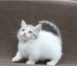 munchkin kittens for sale